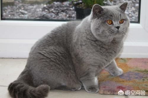 猫咪品种大全及图片鲜罗猫:新手养猫暹罗猫英短和美短哪种猫更适合呢？