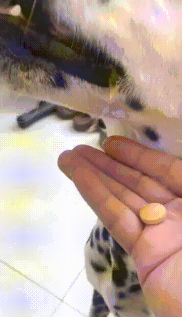 狗狗视频大全搞笑:有哪些有意思的狗子小视频？