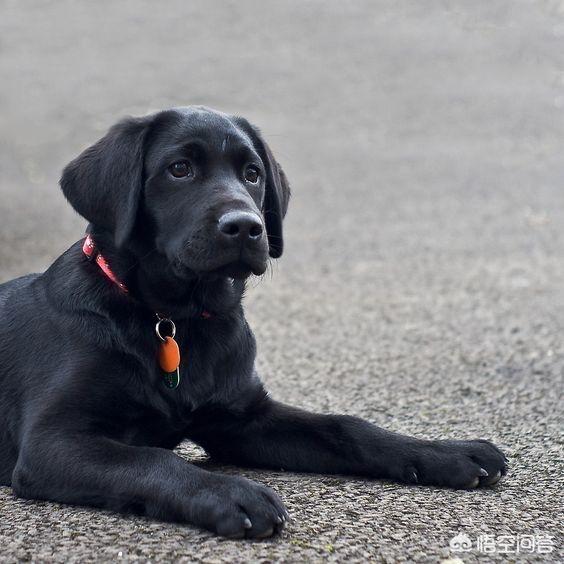 优质的拉布拉多犬性格特征有哪些:拉布拉多的优缺点有哪些？