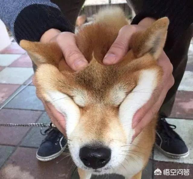 狗和狼的DNA一样吗？插图3