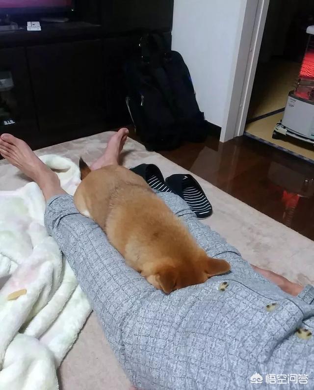 狗和狼的DNA一样吗？插图15