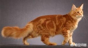 缅因猫兽:最好看的银虎斑缅因猫长什么样子？