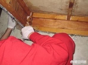 臭虫怕什么精油:臭虫怕什么东西 家里有臭虫怎么彻底消灭，怎么消杀？