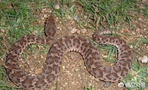 双斑锦蛇有毒没:朋友们山东地区都有哪些毒蛇？