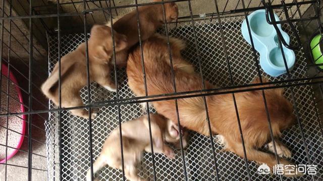 2个月小狗拉稀还自己吃:狗狗为什么拉稀还吃饭特别少？