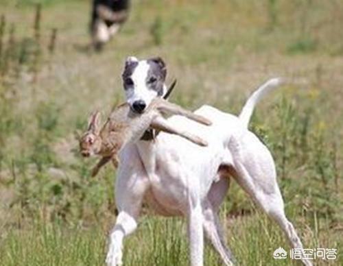 徐州格力犬价格百姓网:格力犬吃什么品牌狗粮好？ 徐州格力犬转让信息