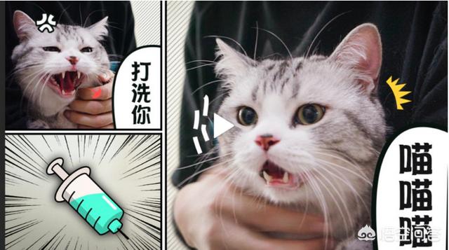 猫咪打针视频:猫藓打针效果怎么样？猫藓打针不涂药行吗？