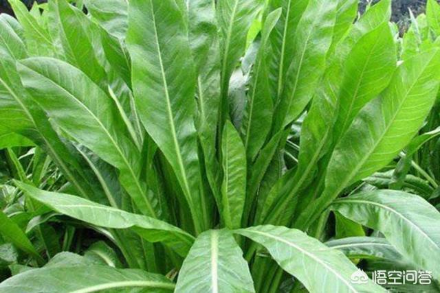 牧草王:适合北方种植的牧草有哪些？