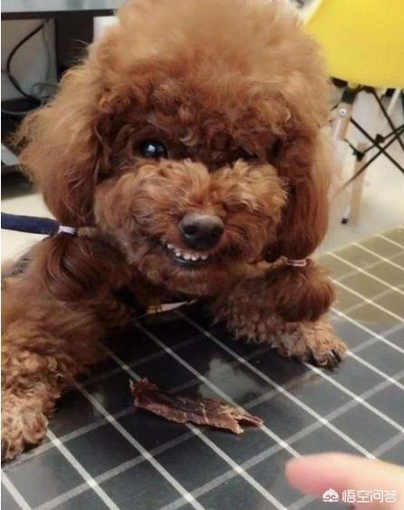 狗狗绝育后会变温柔嘛:给狗狗绝育有哪些好处呢？