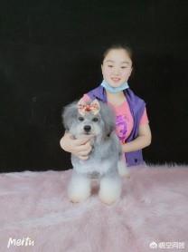 宠物美容师招聘要求:学习成为宠物美容师需要具备哪些条件？