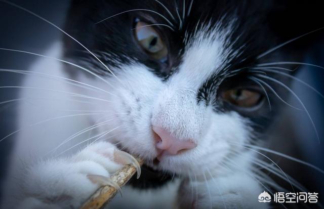 愤怒的猫咪头像:如何激怒一位猫咪爱好者？你做过这样的事吗？