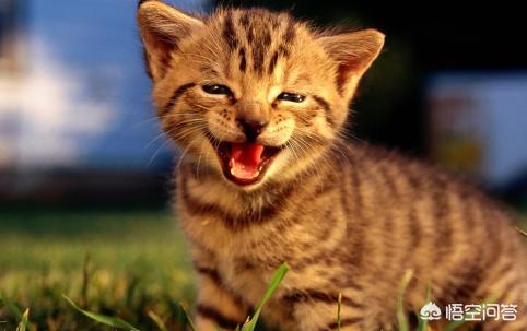 猫发情 叫声:家里的猫发情了，一直叫，好心烦，怎么办？
