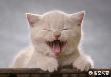 猫发情 叫声:家里的猫发情了，一直叫，好心烦，怎么办？