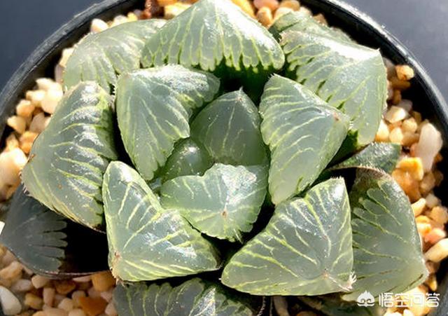 姬玉露和草玉露的区别:冬天没有太阳玉露陡长怎么办？