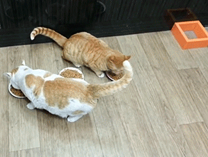 搜一些关于小猫的资料:如果您家里只有一只猫咪，会选择给它找一个伴儿吗？