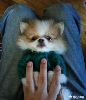 小狗罚站:饲养博美犬容易犯哪些低级错误？