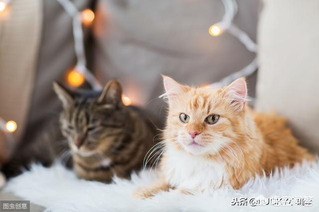 伯曼猫吧:养了8年的猫，治病要花10万，你会救吗？