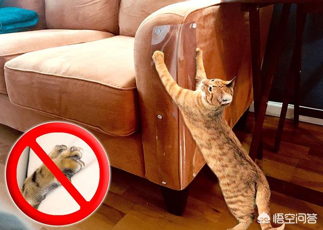淘宝捉猫猫任务大全:如何解决猫咪抓家具的问题？