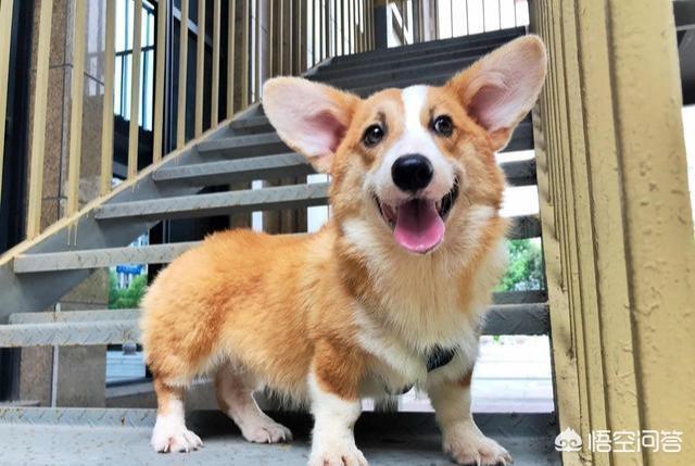 威尔士柯基犬的寿命:柯基犬几岁开始步入晚年？老了的柯基如何照顾才正确？