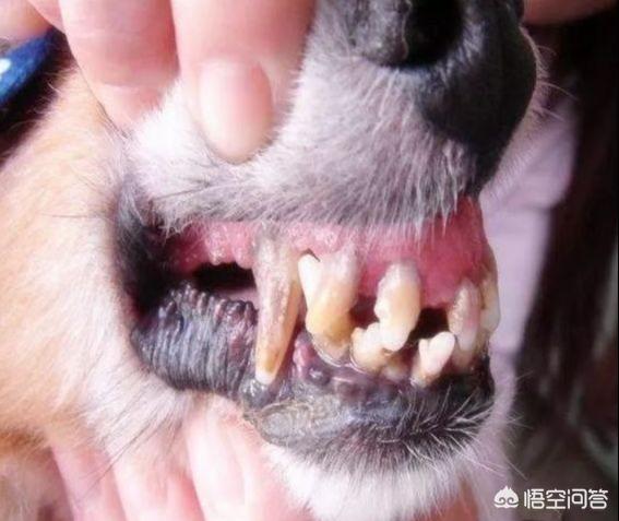 原因五:狗狗换牙当狗狗换牙长牙的时候,由于牙齿不断的刺激唾液腺