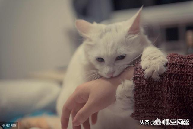 三个月的小猫生病去医院做检查打针,回家都不理铲屎官了,还要连续打针一周,怎样哄它？