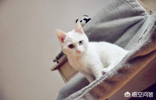 宠物猫图片白色:猫的眉毛和胡子为什么是白色的？