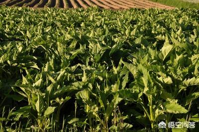 豆科牧草:种植什么样的牧草可以高产？