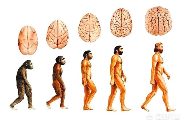 澳洲琴鸟:澳洲动物有哪些？英文怎么说？