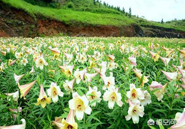 百合的种植方法,百合应该怎样种植才高产？