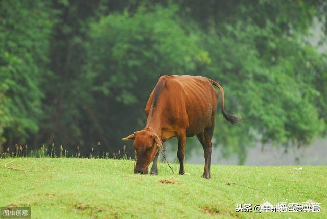 牛疾病百科大全:牛有感冒的时候吗？怎么治疗牛的感冒呢？ 牛如何预防疾病