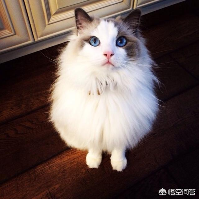 外国小猫品种伯曼猫:布偶是不是猫界里的颜值第一？