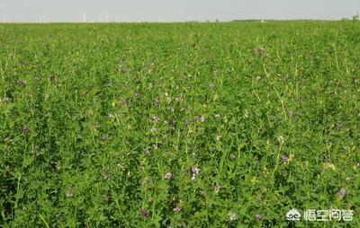 豆科牧草:豆科牧草有哪些 桃树土地下面种植什么草？