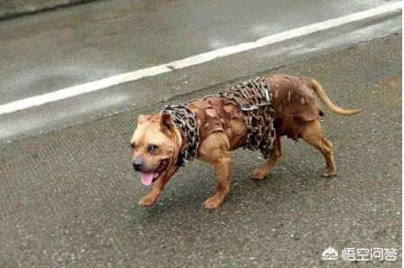 国外虐狗视频:恶犬咬伤4人，太和民警果断开枪将其击毙, 你怎么看？