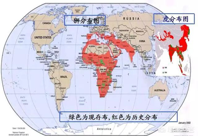 里海虎:近代以来，野生狮子和野生老虎相遇过吗？