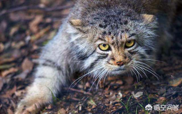 锈斑猫途:为什么印度这么多野生猫科动物？