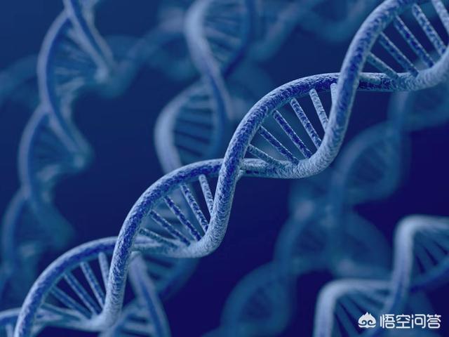 刚果活恐龙:如果人类可以复活恐龙，你赞同还是反对，请说出理由