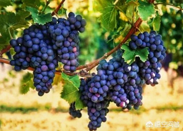 葡萄酒图片真实，世界上最常见的葡萄酒葡萄品种有哪些