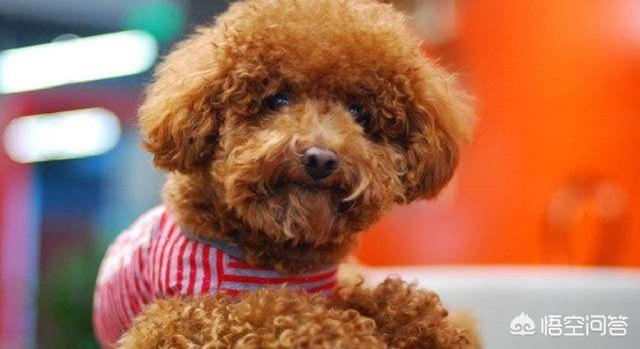 白泰迪熊狗狗图片:看到很多人都在养泰迪，那么你知道哪些关于泰迪的知识呢？