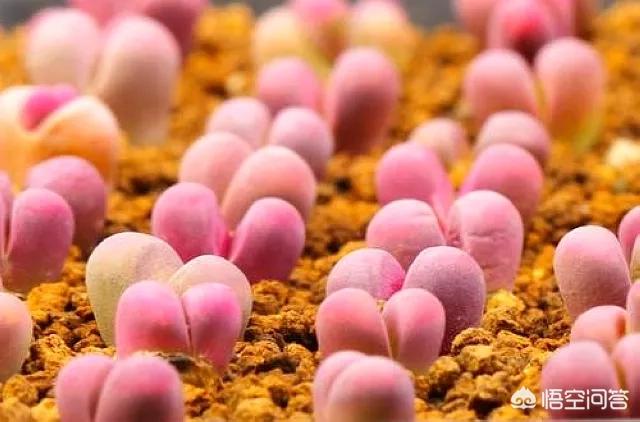 石花是什么样子的,多肉生石花。摄影怎么拍？