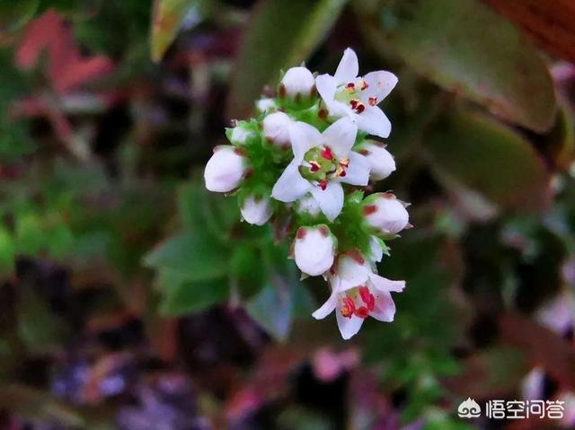 茜之塔开花后怎样处理:多肉植物钱串和茜之塔开花怎么处理？