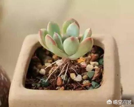 多肉大和锦根能长多粗:八千代小苗长气根怎么办？