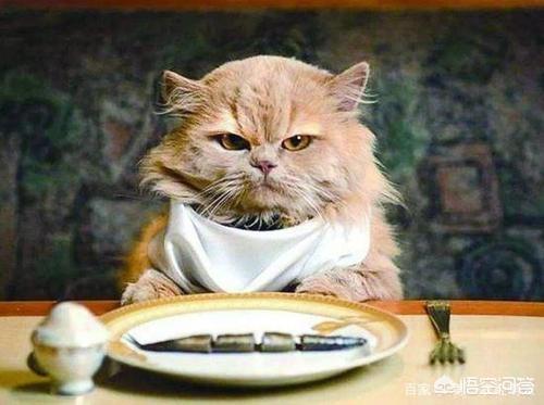 减肥猫技能表:猫咪会不会意识到自己很胖需要减肥呢？