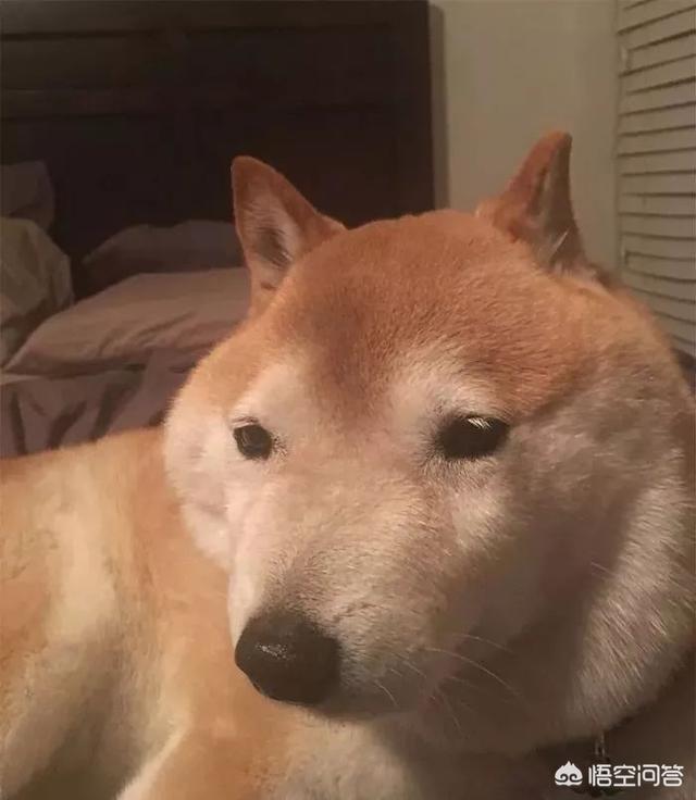 狗和狼的DNA一样吗？插图10