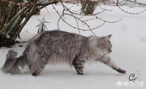缅因猫兽:最好看的银虎斑缅因猫长什么样子？