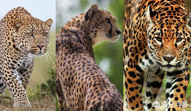美洲长尾虎猫 价格:美洲虎是虎还是豹？为什么身上是斑点不是条纹？