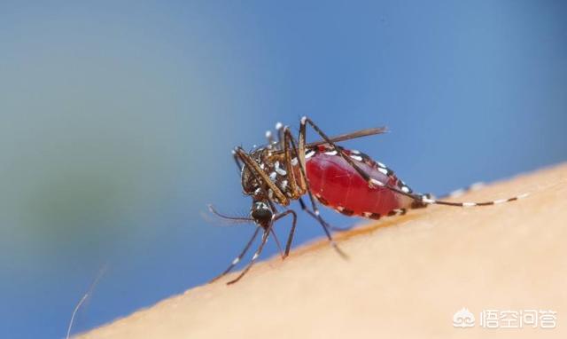 基因蚊子的作用是什么，拍死咬人的蚊子，血里面含有人的DNA吗