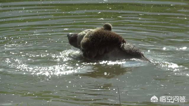 2007年尼斯湖水怪，牂牁江水怪是什么大型水生物