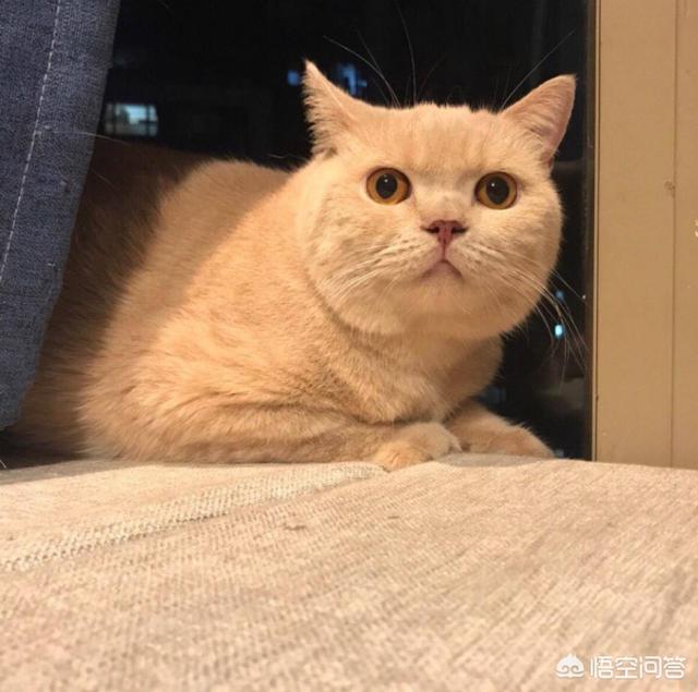许喵喵mickey:你家猫咪什么时候最黏人黏人的表现是什么