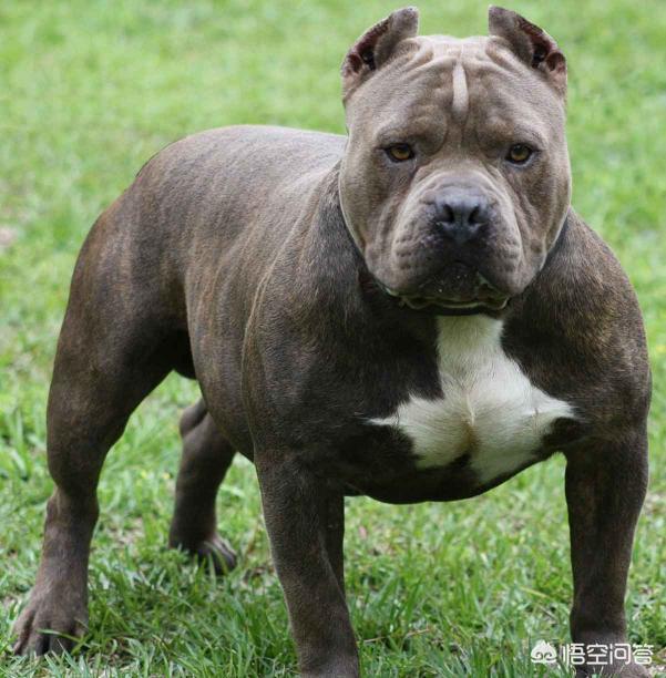 把一只经过训练的大型纯血统的比特犬和一只野生花豹关在笼子里,你