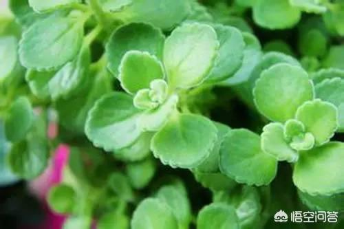 秋季碰碰香怎么养:碰碰香的养殖方法是什么？
